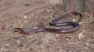 Red Belly Black Snake Photo credit D Paul ©  Museum Victoria)